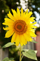 Bright sunflower, outdoors