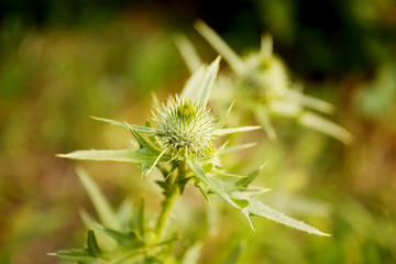 Wildflower on blurred background