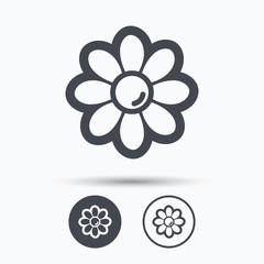 Flower icon. Florist plant with petals sign.