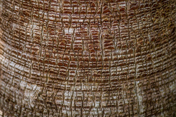 Fototapeta premium Palmenrinde