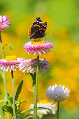 Red Admiral butterfly on Strawflower © Nevada31