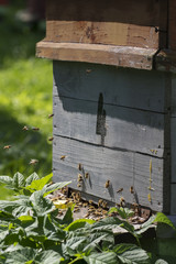 Hive in an apiary with bees