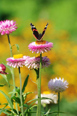 Red Admiral butterfly on Strawflower