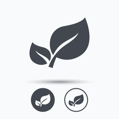 Leaf icon. Fresh organic product sign.