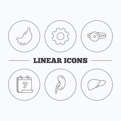 Kidney, liver and stomach organ icons.