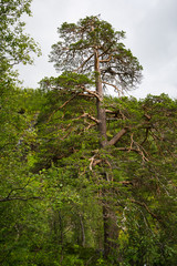 Fototapeta premium Norway landscape