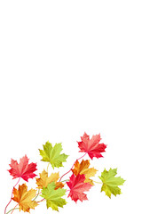 autumn leaves isolated on white background.