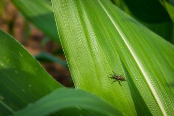 insect on green leaf, close up