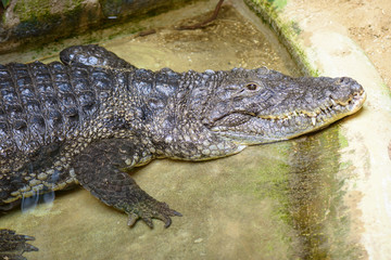 crocodile resting