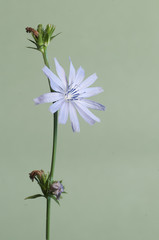 Cichorium intybus