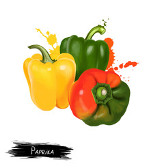 Paprika red, yellow, orange and green peppers isolated on white