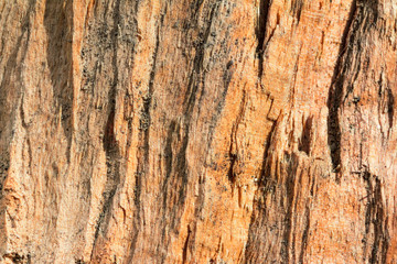 texture of tree bark
