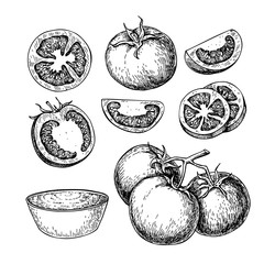 Tomato vector drawing set. Isolated tomato, sliced piece and tom