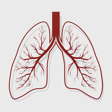 Human Lung Anatomy Illustration