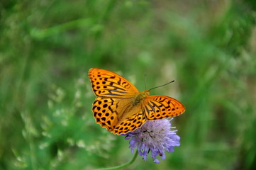 Orange butterfly on mauve flower