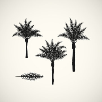 palm silhouttes on the white background. Vector illustration.