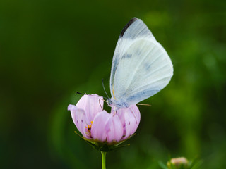 モンシロチョウ