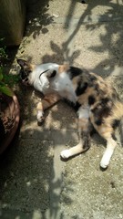 gatto sdraiato in giardino