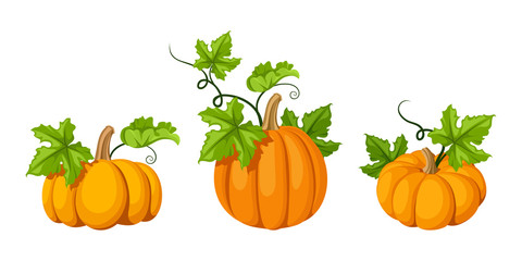 Vector set of three orange pumpkins and green leaves isolated on a white background.