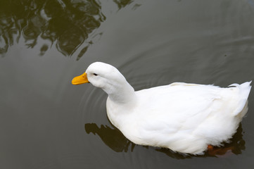 White duck floating on the water   