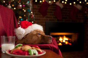Dog waiting for Santa - 119568368