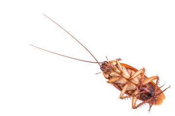 Cockroach isolated on a white background