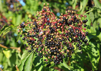 Elderberry on branch