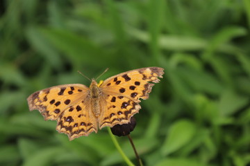 Obraz premium 나비