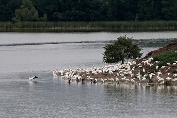 Pelican and Cormorant Rookery on Pigeon Lake Island