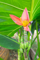banana blossom on the tree © Dontree