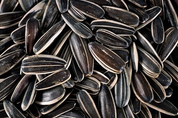 sun flowers seeds background