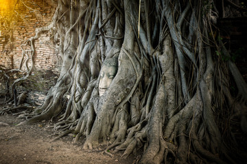 Buddha Head Tree Wat Maha That (Ayutthaya)