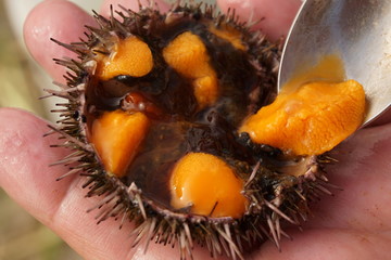Roe of the sea urchin