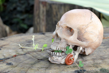 Obraz premium human skull with Millipede on old wood in the forest, still life style.