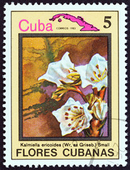 Kalmiella ericoides flower (Cuba 1983)