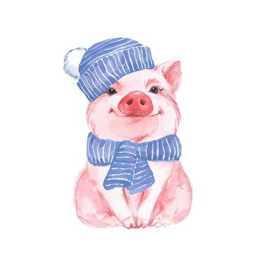 Funny pig in a blue hat and scarf. Cute watercolor illustration 