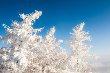 Snow-covered trees against the blue sky.