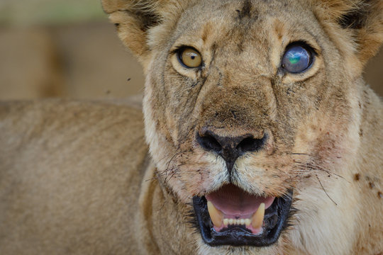 Lion (Panthera leo) with a blind eye. Ruaha National Park. Tanzania