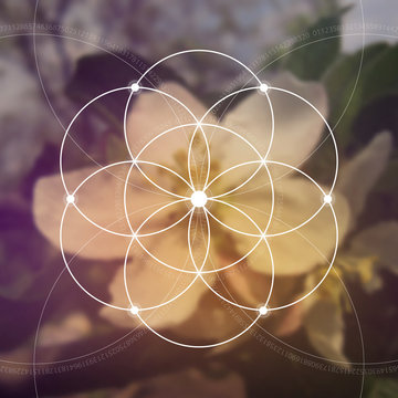 Flower of life illustration- the interlocking circles ancient symbol. Sacred geometry. Mathematics, nature, and spirituality in nature. Fibonacci row. The formula of nature. Self-knowledge in