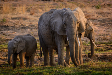Obraz na płótnie Canvas African bush elephant (Loxodonta africana) herd. Ruaha National Park. Tanzania