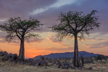 Sunset and Baobab  (Adansonia digitata). Ruaha National Park. Tanzania