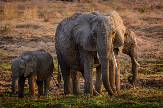 African bush elephant (Loxodonta africana) herd. Ruaha National Park. Tanzania