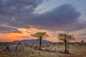 Plakat Sunset and Baobab (Adansonia digitata). Ruaha National Park. Tanzania