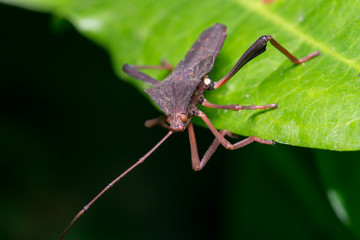 Brown marmorated stink bug (Halyomorpha halys)