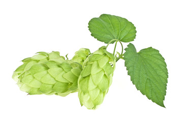 Branch of beautiful hops isolated on a white background