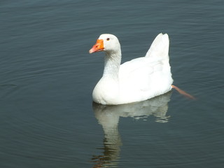 Goose on the lake
