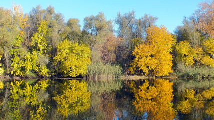 Fototapeta premium Golden autumn on riverside