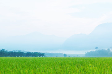 Obraz premium Landscape of rice field and blue sky