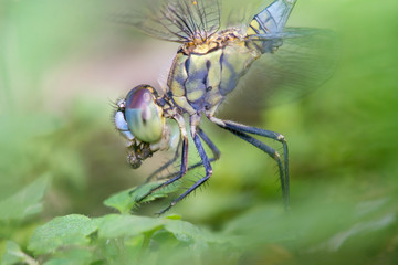 Green Marsh Hawk Dragonfly (Orthetrum sabina) having lunch