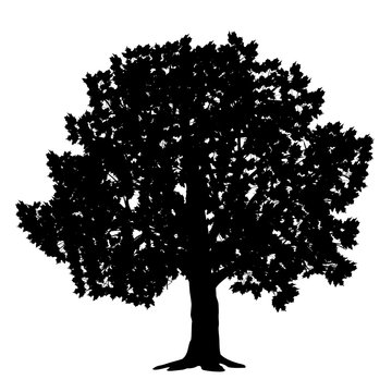 silhouette detached tree maple with leaves